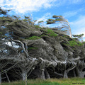 0259-newzealand-trees