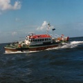 Roerdomp at sea