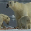 2008-July in the arctic-John M.18
