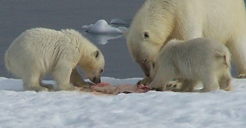 2008-July in the arctic-John M.19