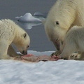 2008-July in the arctic-John M.19