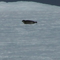 2008-July in the arctic-John M.22