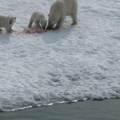 2008-July in the arctic-John M.51
