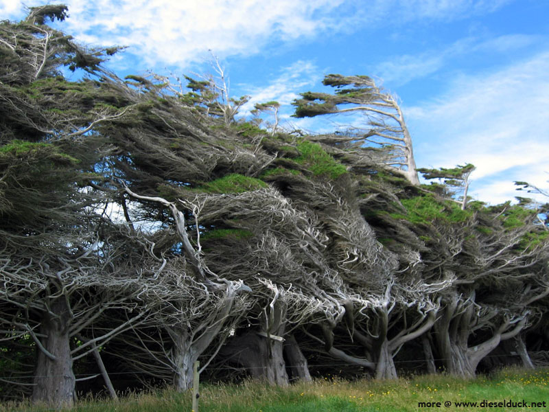 0259-newzealand-trees.jpg
