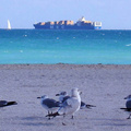 0299-south beach locals