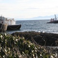 0115-0128-Lafarge Barge aground in Oak Bay.05