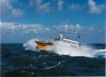 Roerdomp on a rough sea