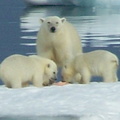 2008-July in the arctic-John M.16