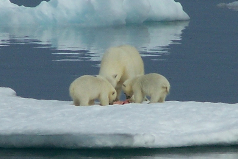 2008-July in the arctic-John M.17