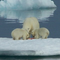 2008-July in the arctic-John M.17