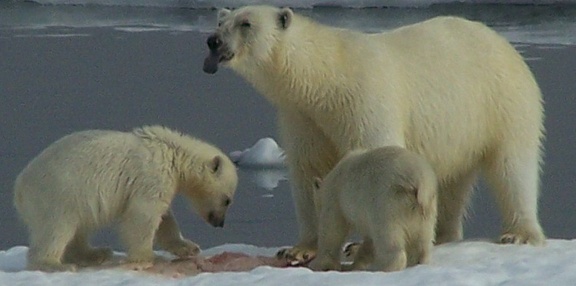 2008-July in the arctic-John M.18