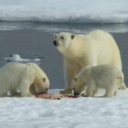 John's Arctic Journey