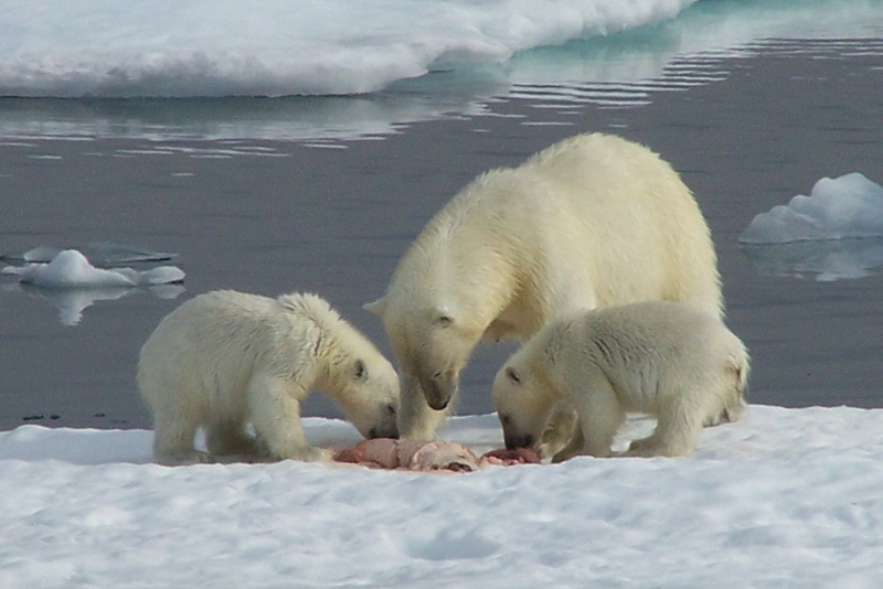 2008-July in the arctic-John M.21.jpg