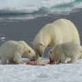 2008-July in the arctic-John M.21