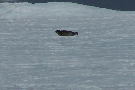 2008-July in the arctic-John M.22
