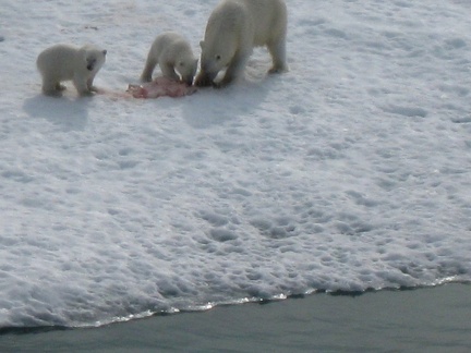 2008-July in the arctic-John M.51