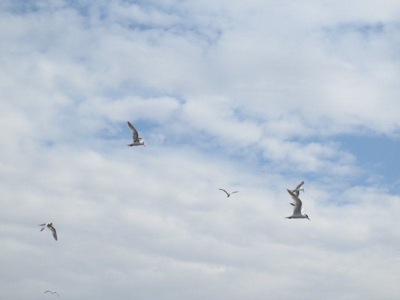 2013.04-Ajman Harbour.23