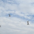 2013.04-Ajman Harbour.23