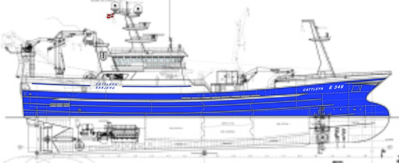 high Drawing-Cattleya