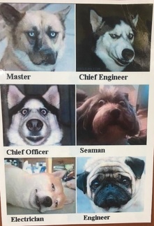 Dogs at sea