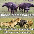 union team